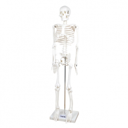 Jocuri logica, Montessori, STEM Schelet uman la jumatate de scara, 85 cm, TickiT, 7+ ani